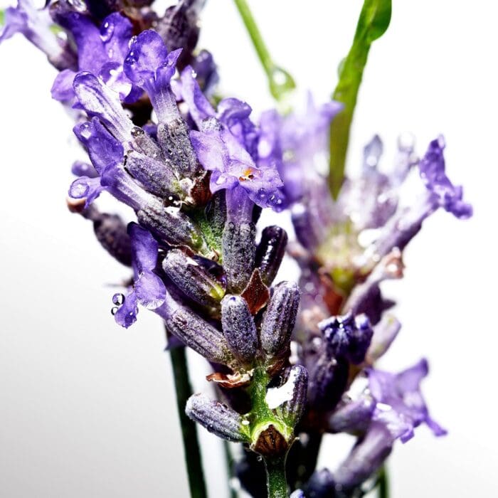 Davidoff Cool Water Deodorant Stick 70g - Image 3